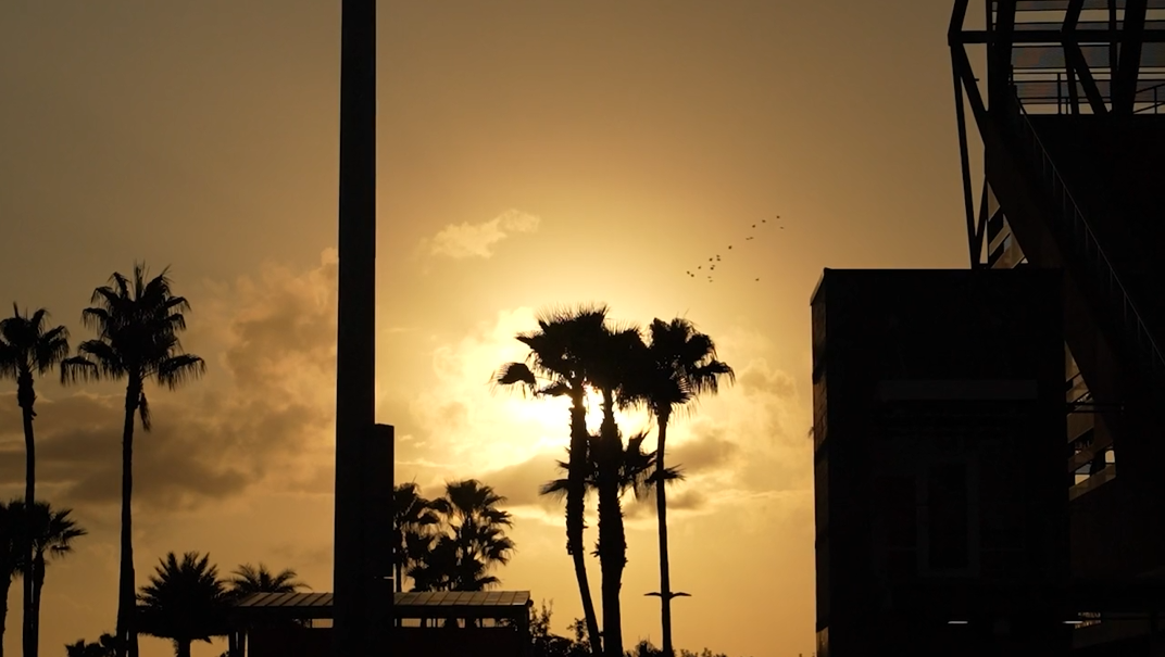 Palm trees silhouetted against the sunset outside the Edinburg stadium